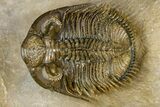 Spiny, Tower Eyed Erbenochile Trilobite - Morocco #363020-1